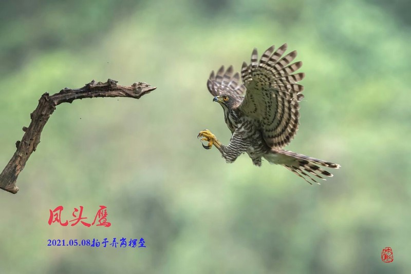 杭州有没有老鹰